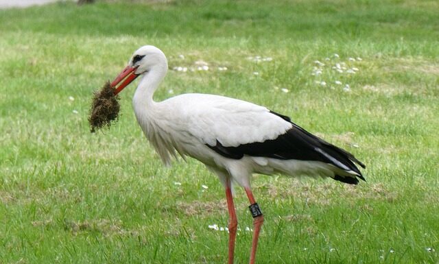 Jakie gumowce wybrać? Jakie gumowce wybrać?