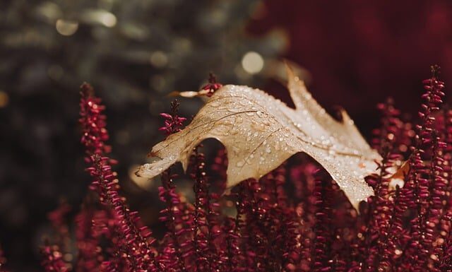 Czy Wrzos można dać na tort? Czy Wrzos można dać na tort?