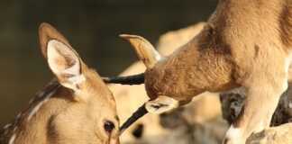 Jak zakryć otarcia na butach?