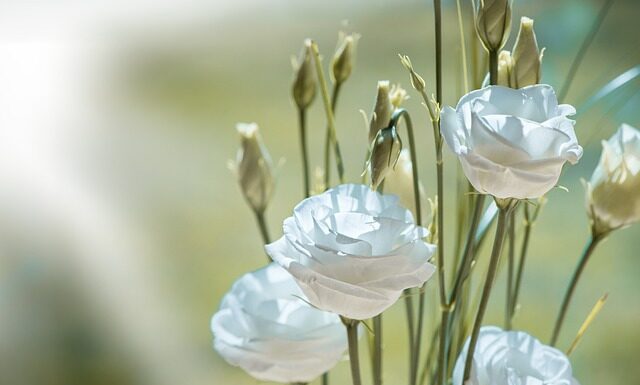 Co zrobić żeby tynk był biały na tort?