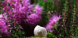 Jak się nazywa obudowa na telefon?