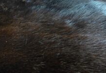 Jak zabija się norki na futro?