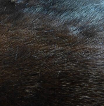 Jak zabija się norki na futro?