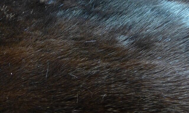 Jak zabija się norki na futro? Jak zabija się norki na futro?