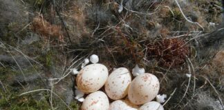 Czy żyją potomkowie Sulejmana?