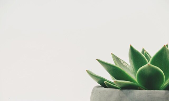 Jak zrobić dekoracje na tort z masy cukrowej? Jak zrobić dekoracje na tort z masy cukrowej?