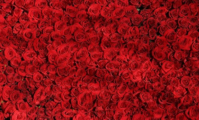 Jak zrobić róże do dekoracji tortu? Jak zrobić róże do dekoracji tortu?