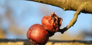 Czy spodnie po praniu się kurczą?