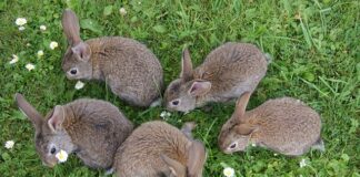 Jak wyczyścić futerko w klapkach?