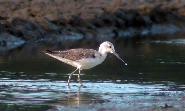 Gdzie znajduje się Cholewka w bucie? Gdzie znajduje się Cholewka w bucie?