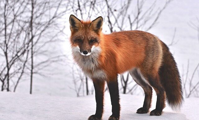 Jak się zabija zwierzęta futerkowe? Jak się zabija zwierzęta futerkowe?