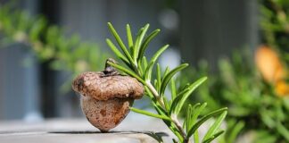 Jak nosić glany z jeansami?