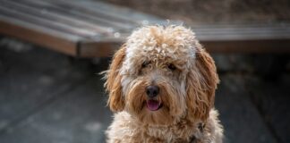 Czy futro jest modne?