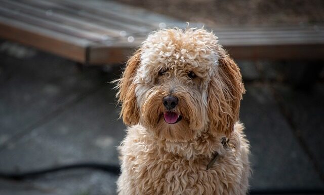 Czy futro jest modne? Czy futro jest modne?