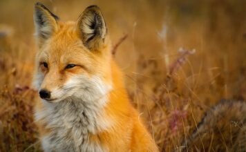 Jak prać futrzane kamizelki?