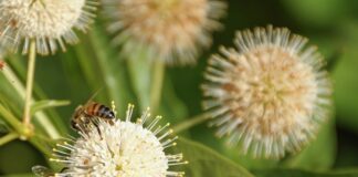 Ile Guzików zapina się w kamizelce?