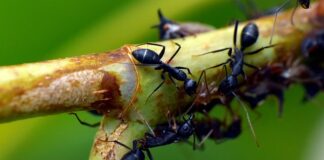 Kiedy nosić czarną koszulę?