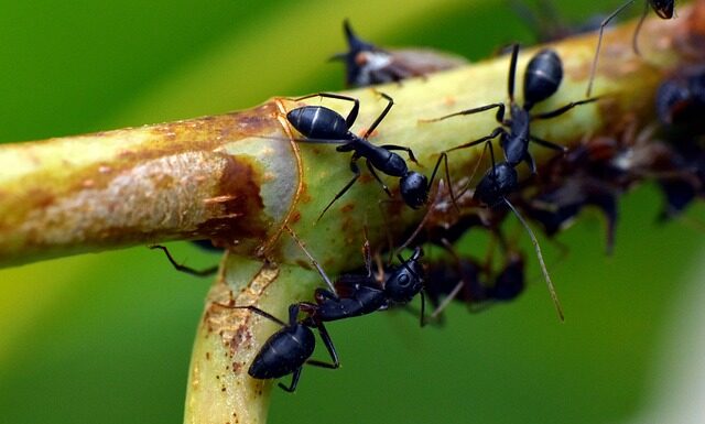 Kiedy nosić czarną koszulę? Kiedy nosić czarną koszulę?
