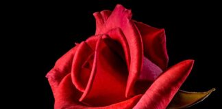 Co oznacza czerwona gumka na ręce?