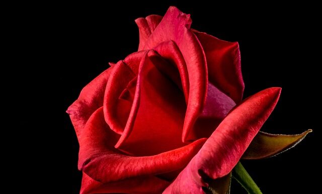 Co oznacza czerwona gumka na ręce? Co oznacza czerwona gumka na ręce?