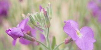 Czym się różni woal od tiulu?