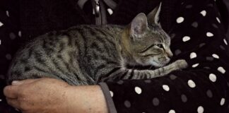 Jakie futra są modne?