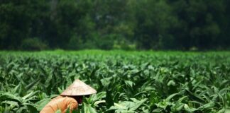 Co oznaczają dodatkowe tarcze na zegarku?