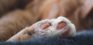 Jaki strój kąpielowy dla puszystych?