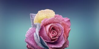 Czy jest niebieska pasta do butów?