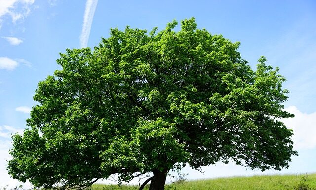 Jakim głosem jest śpiewana Aria szumią jodły na gór szczycie? Jakim głosem jest śpiewana Aria szumią jodły na gór szczycie?