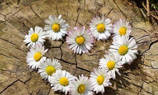 Jak zrobić kompozycje kwiatowe w doniczce? Jak zrobić kompozycje kwiatowe w doniczce?