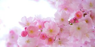 Jak się układa kwiaty?