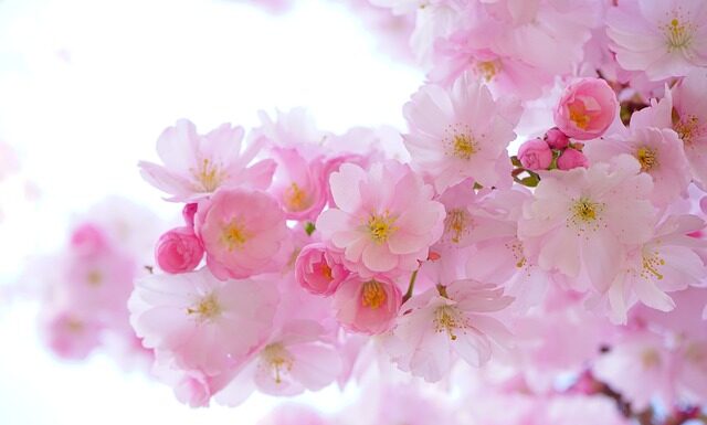 Jak się układa kwiaty?