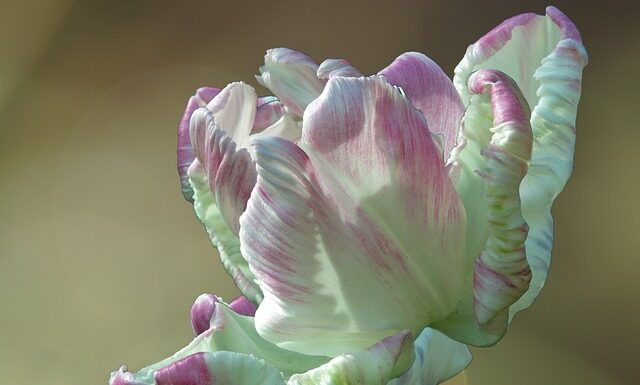 Kto skomponował libretto do halki?