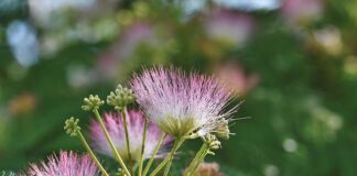 Co daje jedwabna gumka?